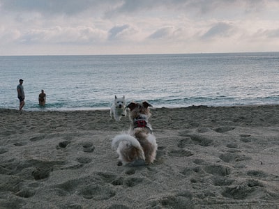 Adult white wei and by the sea
